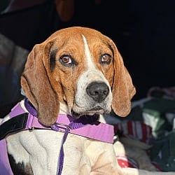 Photo of Barney, adoptable Beagle Treeing Walker Coonhound in Andover, Massachusetts
