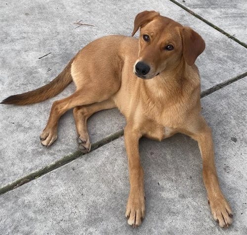 Photo of Molly, adoptable Doberman Pinscher in Stockton, California