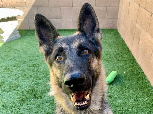 Photo of Julianne, adoptable German Shepherd Dog in Moreno Valley, California