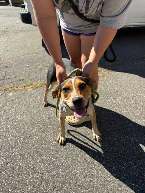 Photo of Marge, adoptable Australian Cattle Dog/Blue Heeler in Burnsville, North Carolina