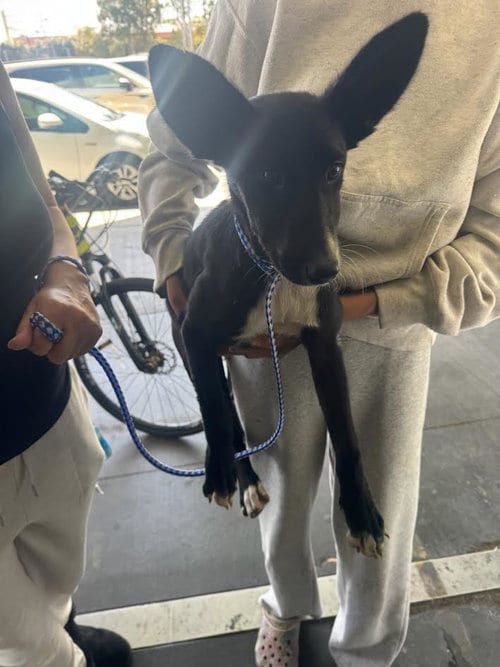 Photo of Chole, adoptable Chihuahua in Los Angeles, California