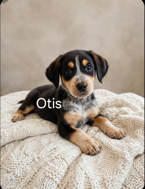 Photo of Otis, adoptable Labrador Retriever in Newark, Delaware