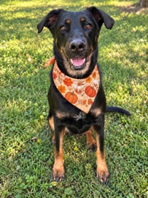 Photo of Roxie, adoptable Doberman Pinscher in Clinton Township, Michigan