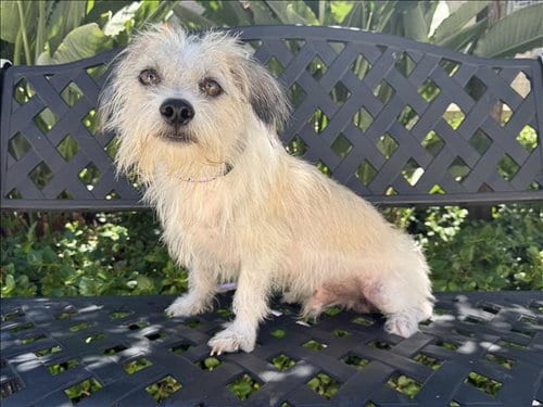 Photo of Scooby, adoptable Maltese in San Pedro, California