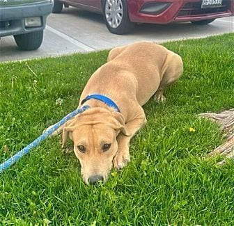 Photo of Daisy, adoptable Labrador Retriever in Dana Point, California