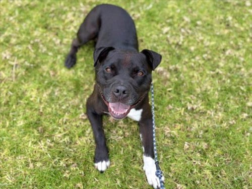Photo of B.A., adoptable Pit Bull Terrier in Los Angeles, California