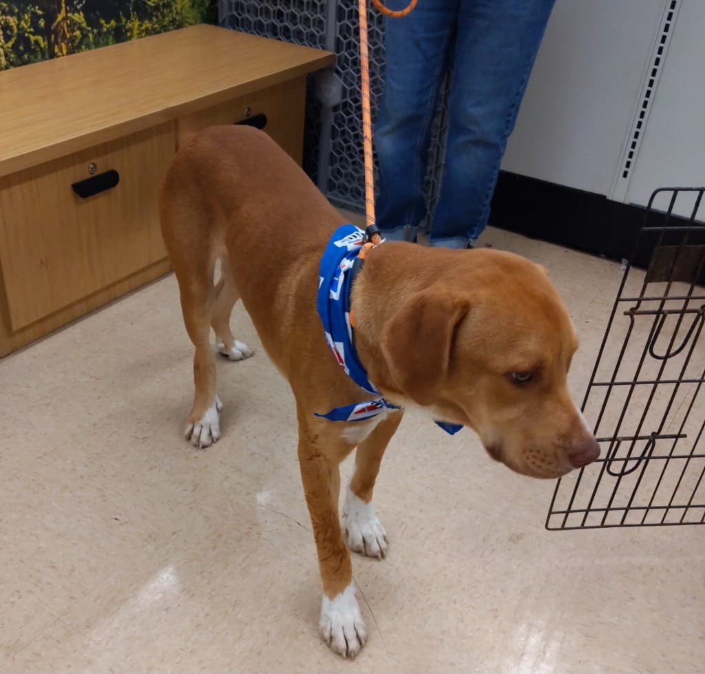 Photo of Mr. Pete, adoptable Treeing Walker Coonhound in Mena, Arkansas