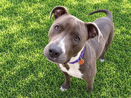 Photo of Princess, adoptable American Staffordshire Terrier in Oklahoma City, Oklahoma