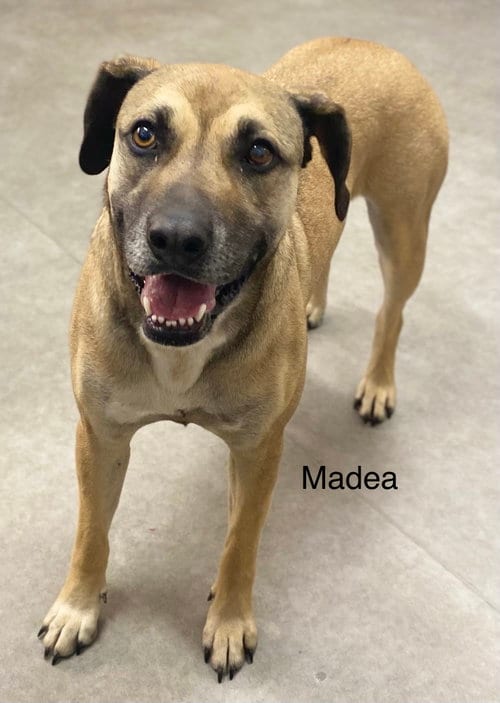 Photo of Madea, adoptable Black Mouth Cur in Gun Barrel City, Texas
