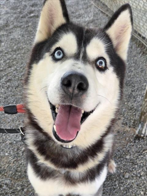 Photo of Kenai, adoptable Siberian Husky in Woodland, California