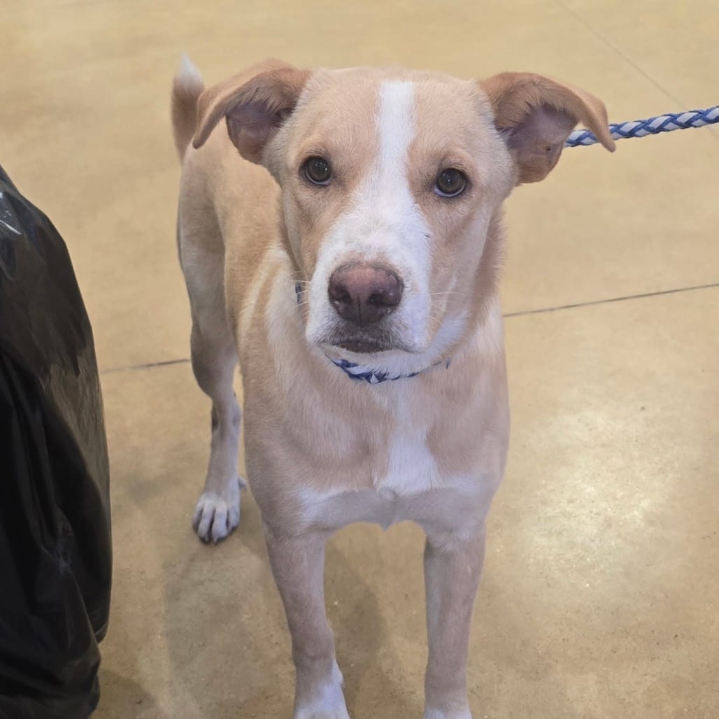 Photo of Apricot - 061704U, adoptable Retriever, Labrador / Mix in Tupelo, Mississippi