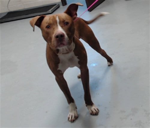 Photo of Fox, adoptable Pit Bull Terrier in Fayetteville, North Carolina