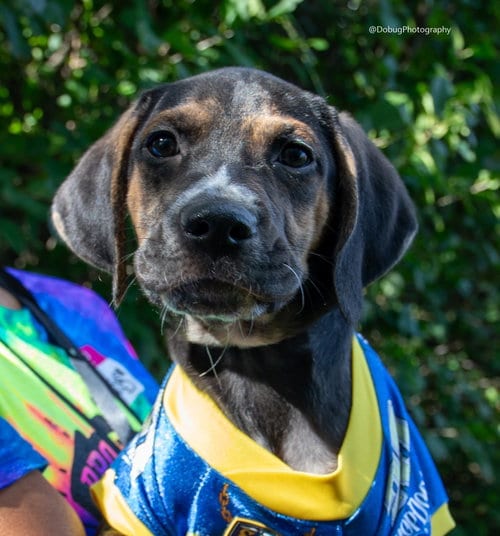 Photo of Sinbad, adoptable Hound in Gilberts, Illinois