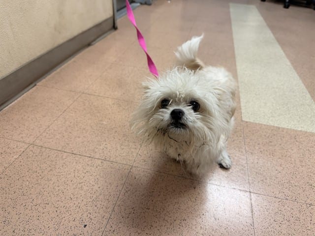Photo of Senior Maltese mix, adoptable Maltese mix in San José, California
