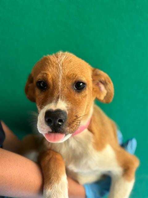 Photo of A256295, adoptable Australian Cattle Dog/Blue Heeler in Visalia, California