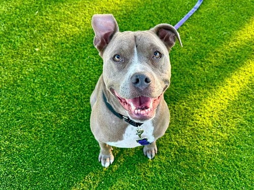 Photo of Ahsoka, adoptable Pit Bull Terrier in Martinez, California
