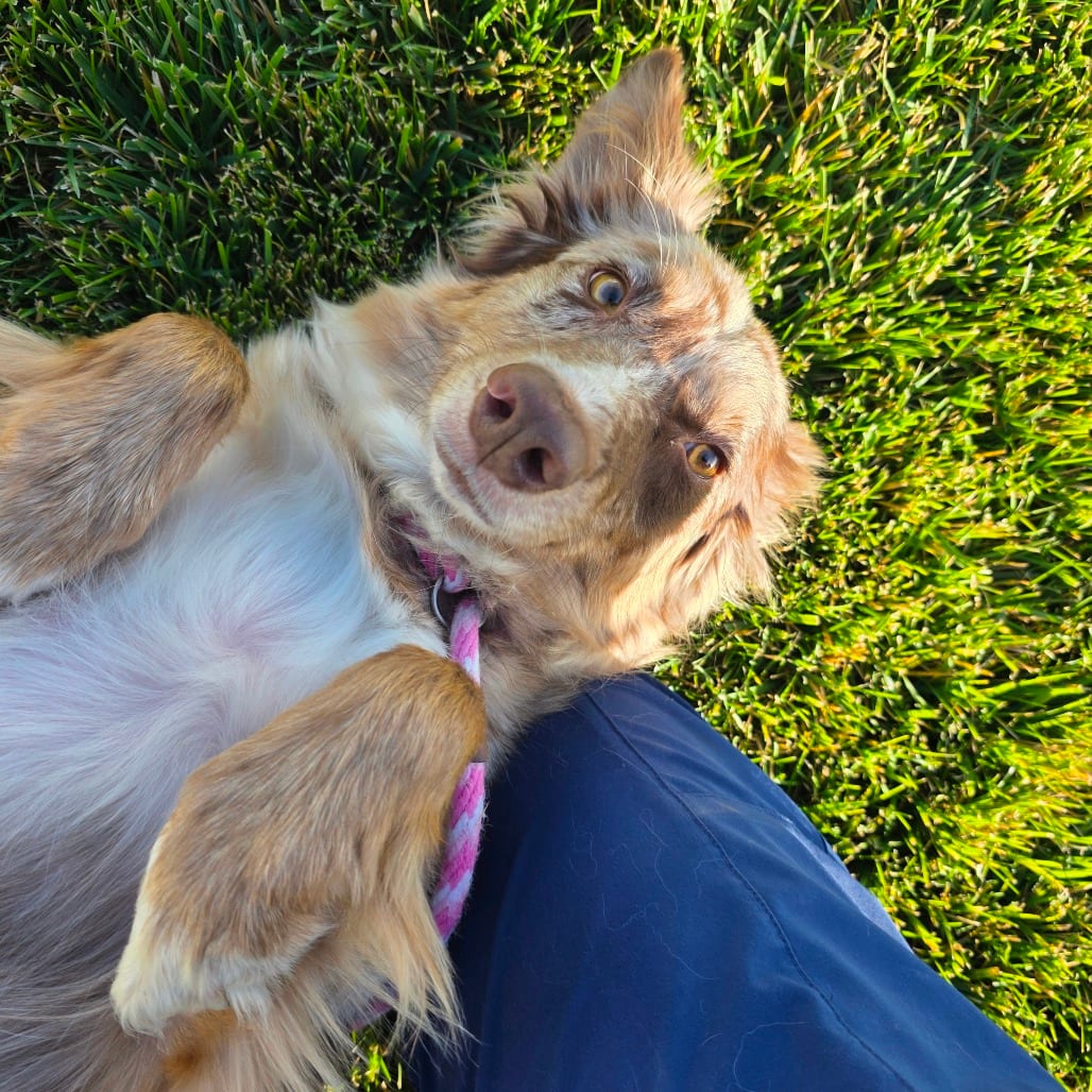 Photo of Andromeda, adoptable Shepherd, Australian / Mixed Breed (Medium) in Hayden, Idaho