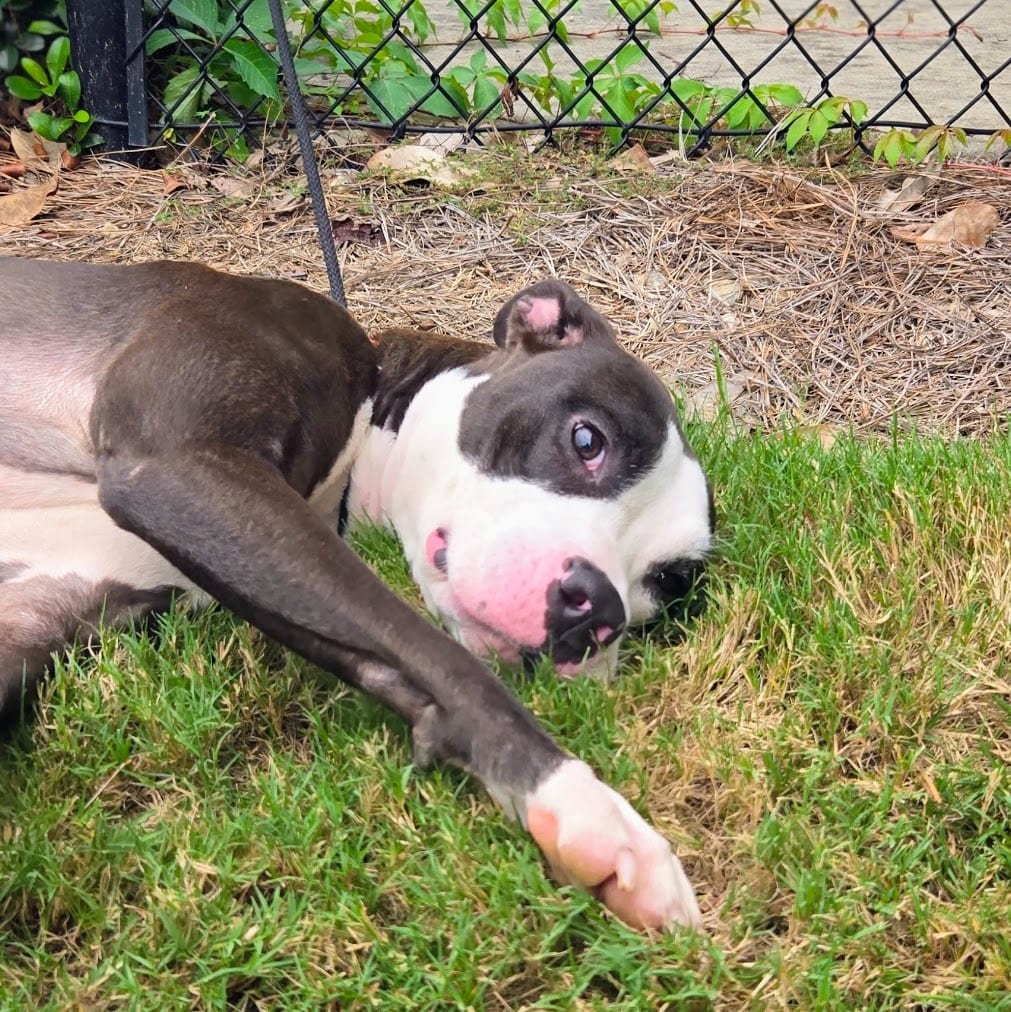Photo of Marley, adoptable Mixed Breed in Douglasville, Georgia