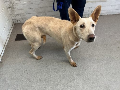 Photo of Adora, adoptable Belgian Shepherd Malinois in San Bernardino, California
