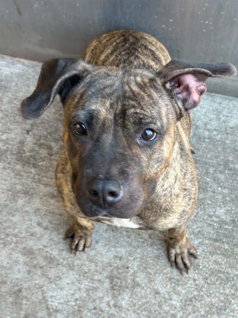 Photo of Jamboree, adoptable American Pit Bull Terrier in Chicago, Illinois