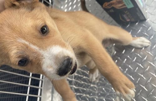 Photo of Nala, adoptable Basenji in Dallas, Texas