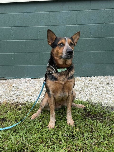 Photo of A311444, adoptable Australian Cattle Dog/Blue Heeler in Naples, Florida