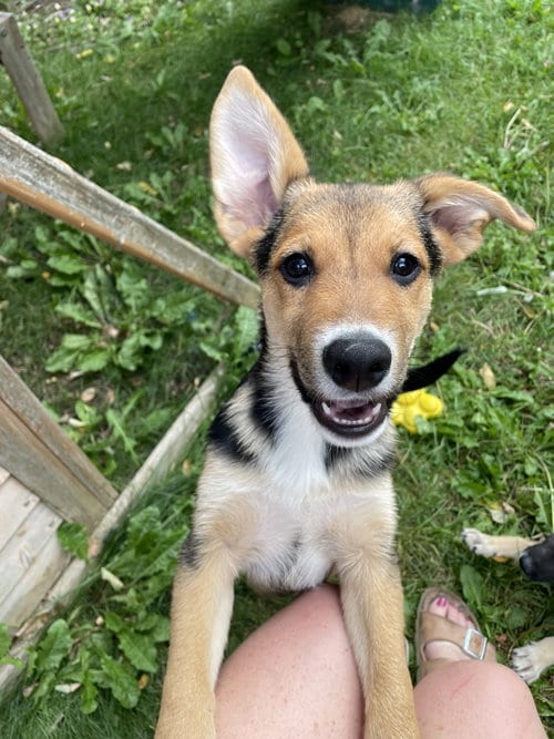 Photo of Monopoly, adoptable German Shepherd Dog in Sandy, Utah
