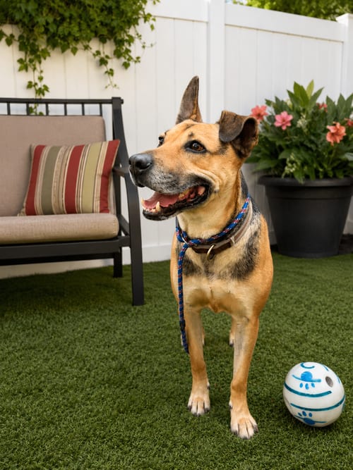 Photo of Charro, adoptable Carolina Dog in Inglewood, California