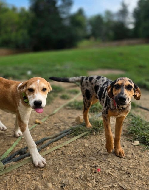 Photo of LLP Trixie : Beauregard, adoptable Catahoula Leopard Dog in Aurora, Indiana