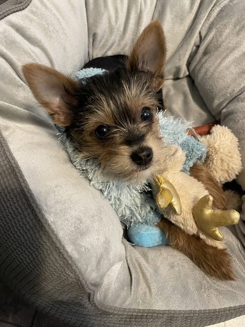 Photo of A Gia, adoptable Yorkshire Terrier Yorkie in Allentown,, Pennsylvania