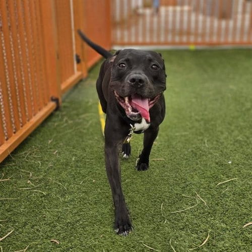 Photo of Hope, adoptable Pit Bull Terrier in Las Vegas, Nevada