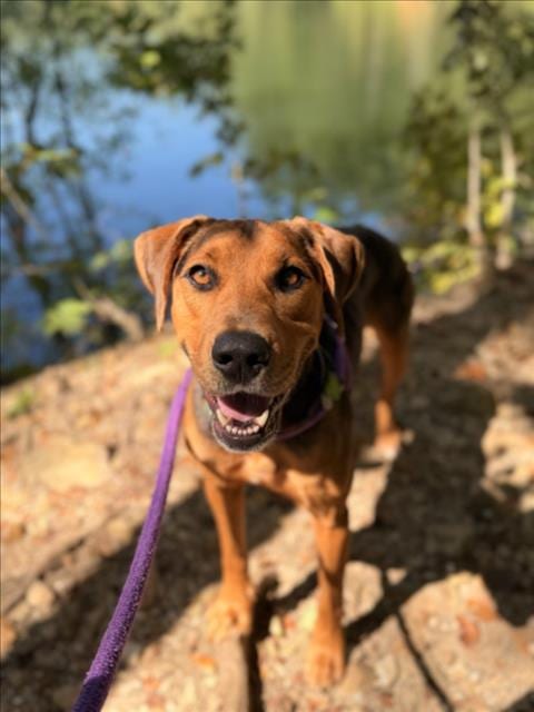 Photo of Mr Bear, adoptable Hound in Chapel Hill, North Carolina