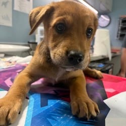 Photo of Joel, adoptable Golden Retriever in San Antonio, Texas