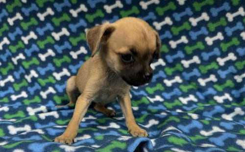 Photo of A127948, adoptable Chihuahua in HESPERIA, California