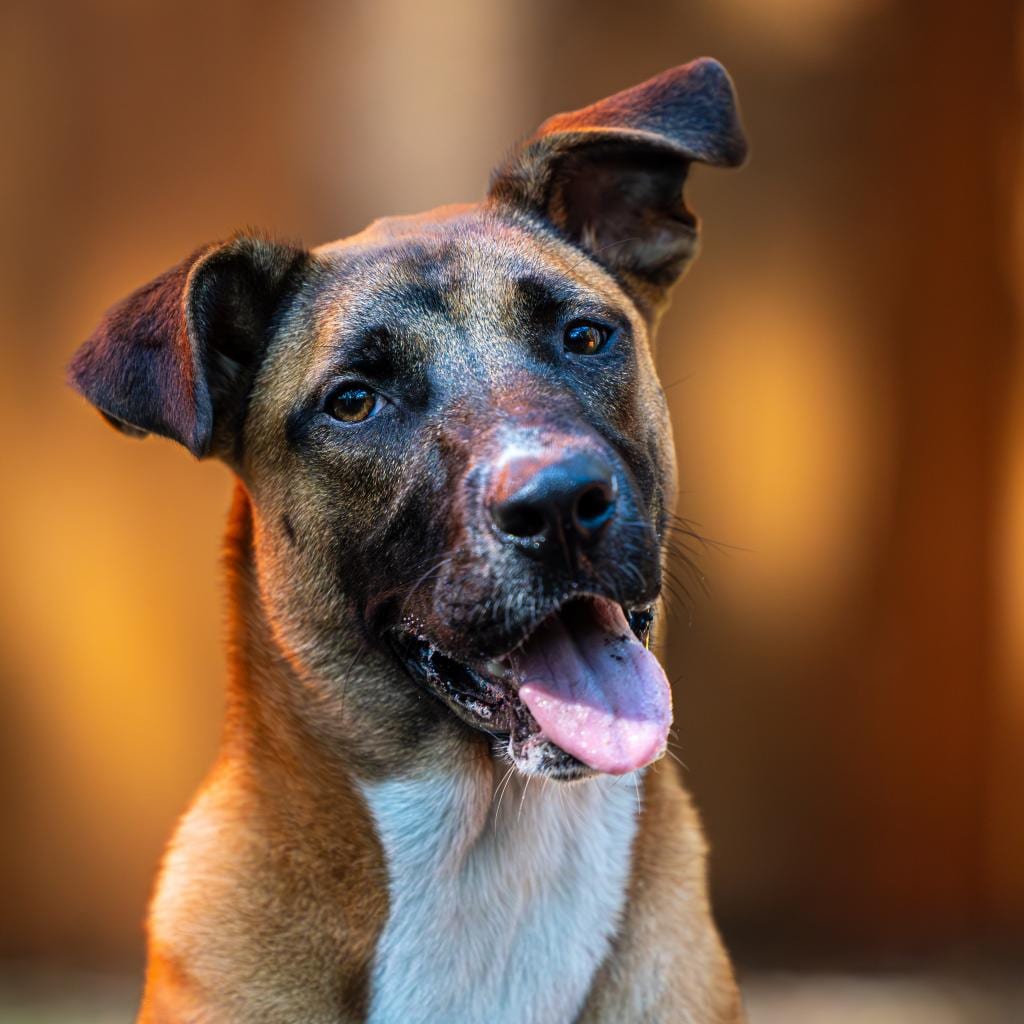 Photo of Triss Of Sodden (I have a Secret Crush!), adoptable Mixed Breed (Large) in Decatur, Georgia