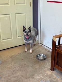 Photo of BB, adoptable Unknown breed in Sparta, Tennessee