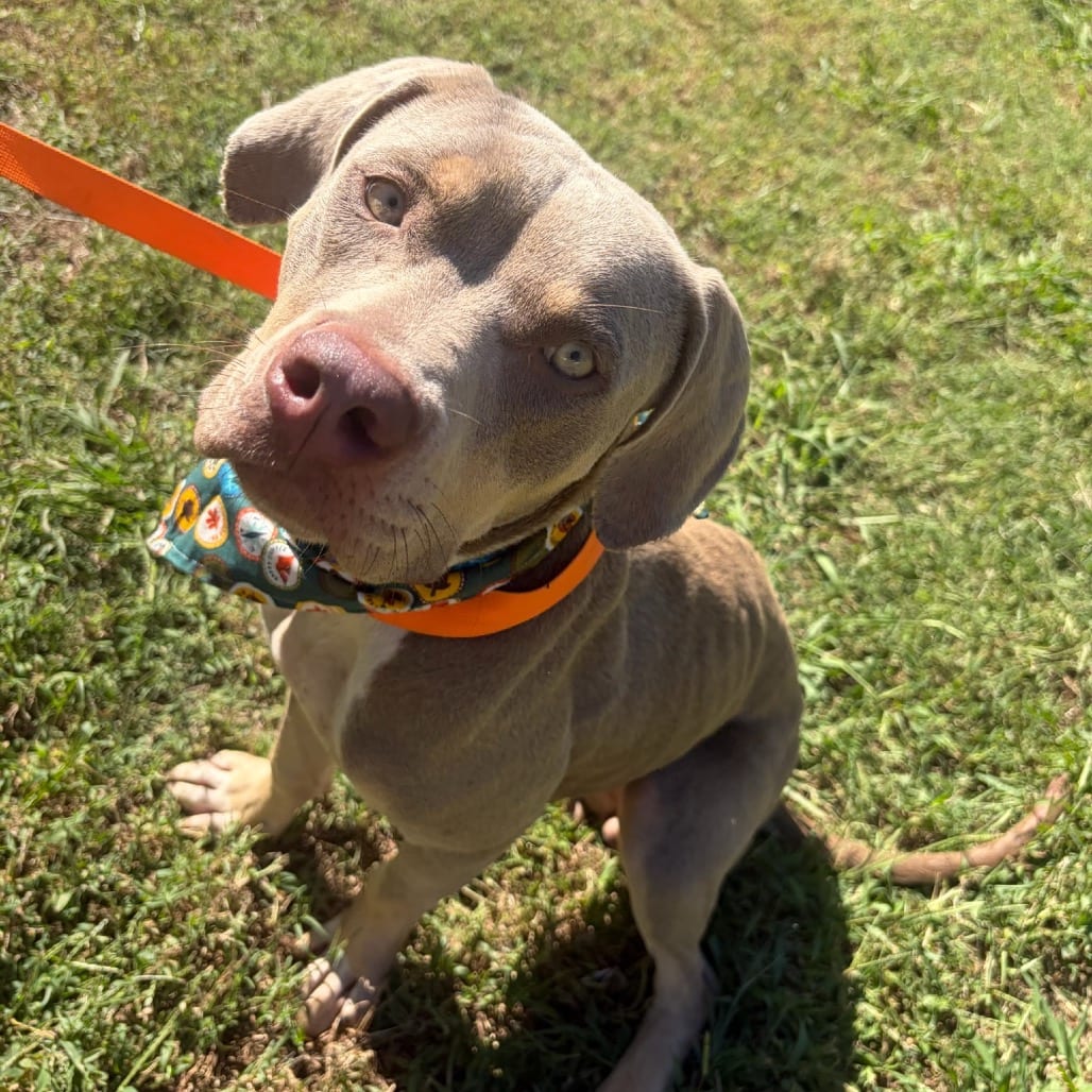 Photo of Ginger, adoptable Terrier, Pit Bull in Starkville, Mississippi