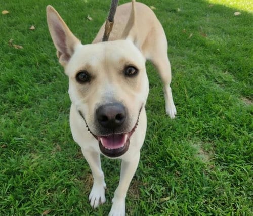 Photo of Abby, adoptable German Shepherd Dog in Albuquerque, New Mexico