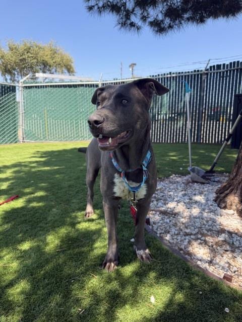 Photo of Lily, adoptable Catahoula Leopard Dog in San Bernardino, California