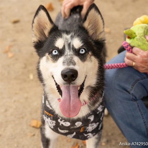 Photo of Anika, adoptable Siberian Husky in Sacramento, California