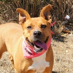 Photo of Gracie Belle JuM, adoptable Boxer American Pit Bull Terrier in Hartford, Connecticut