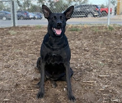 Photo of Bun Bun, adoptable Labrador Retriever in Denver, Colorado