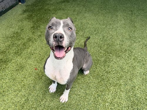 Photo of Molly, adoptable Pit Bull Terrier in Garland, Texas