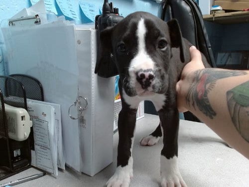 Photo of Alvin, adoptable American Pit Bull Terrier in Albuquerque, New Mexico