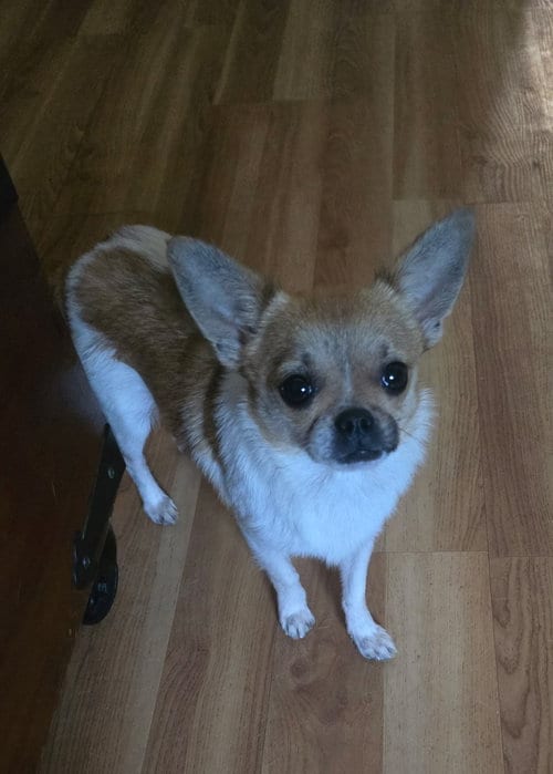 Photo of Elvis, adoptable Chihuahua in Raleigh, North Carolina