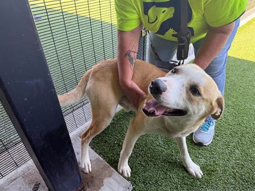 Photo of Captain, adoptable Labrador Retriever in Garland, Texas