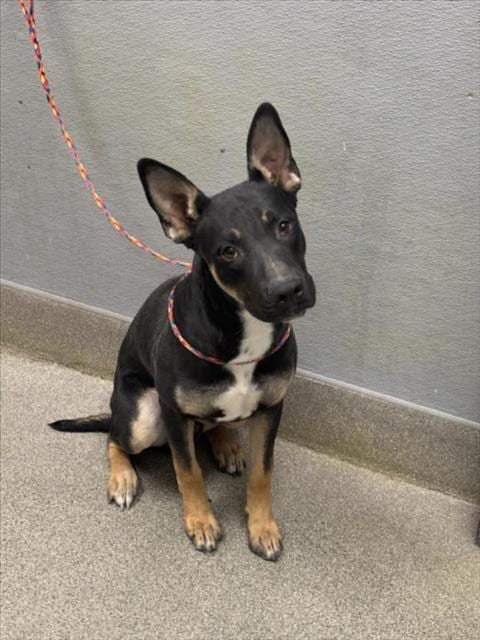 Photo of Rajah, adoptable German Shepherd Dog in Las Vegas, Nevada