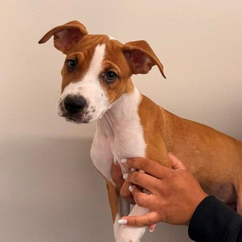 Photo of Nico, adoptable Unknown breed in Rancho Santa Fe, California