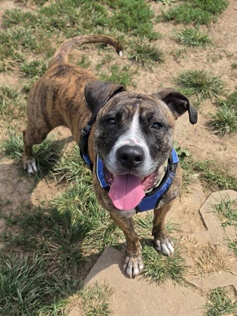 Photo of Isabel, adoptable Pit Bull Terrier in St Peters, Missouri