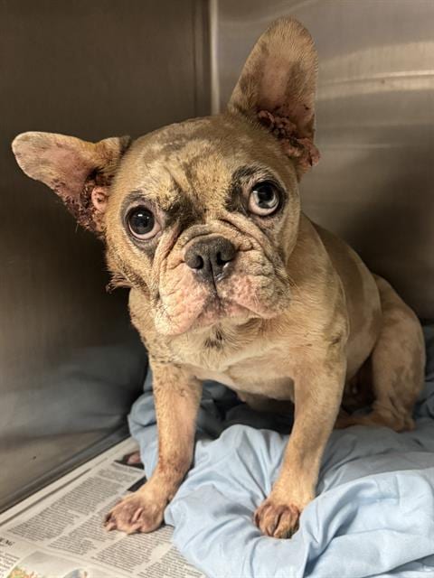 Photo of Lacey, adoptable French Bulldog in Riverside, California